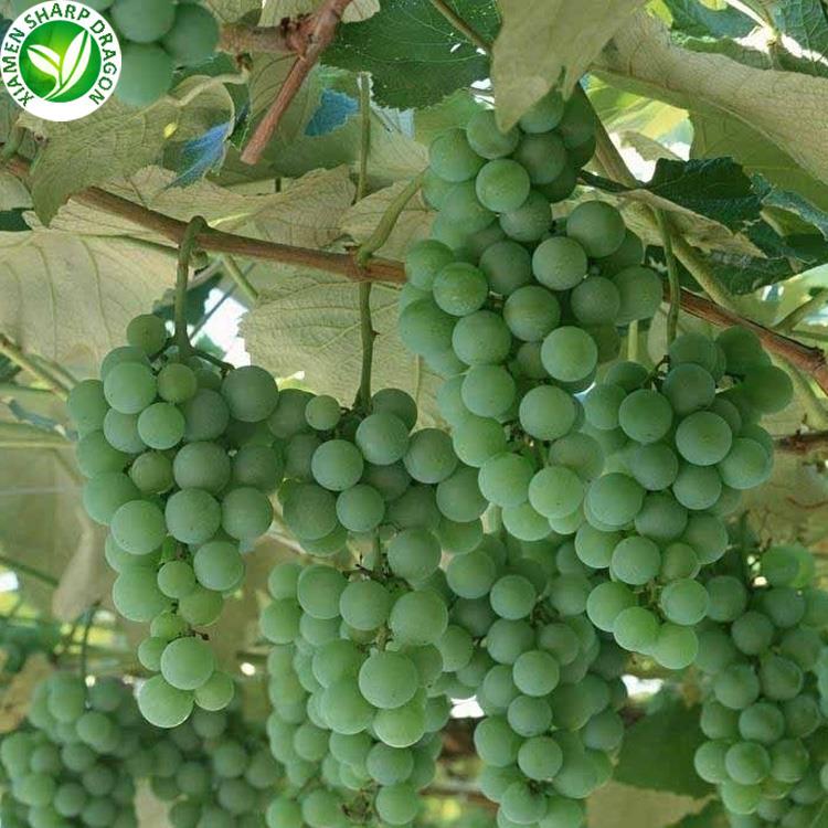 green grapes on sale this week