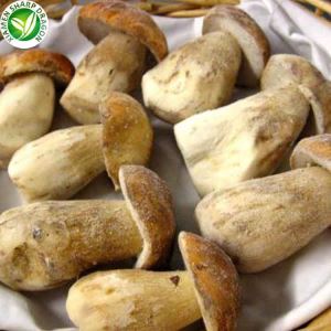 Dondurulmuş Çörek Mantarı Toptan Satışı