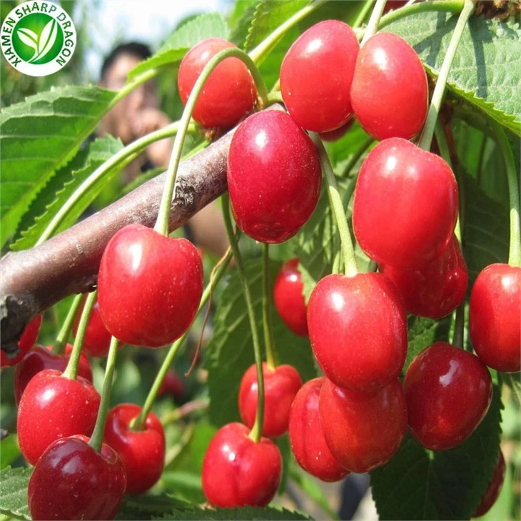Fruit Canned Cherry In Syrup