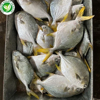 Dondurulmuş Altın Pomfret